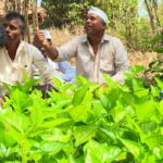 Sericulture as Allied Livelihood for tribal farmers